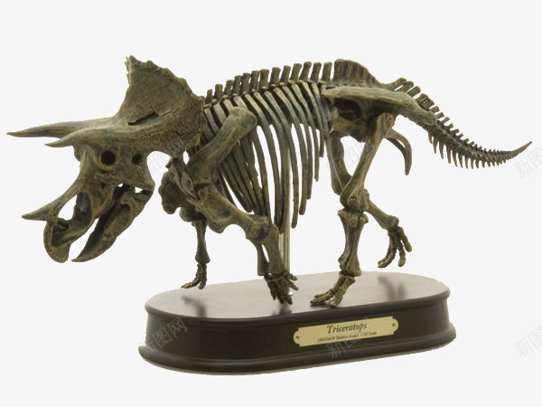 恐龙骨骼png免抠素材_新图网 https://ixintu.com 恐龙 恐龙骨架 模型 骨头