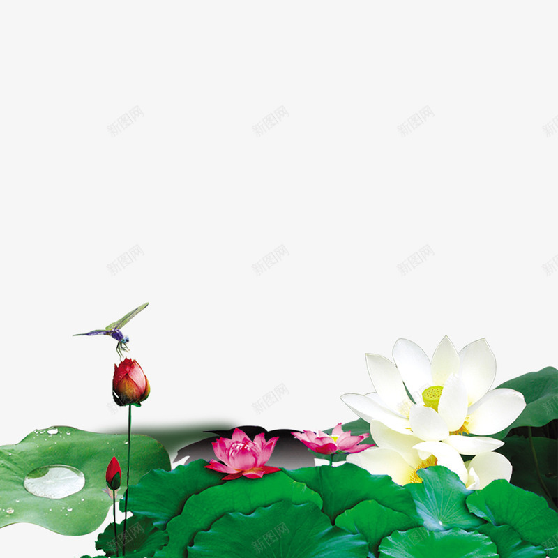 唯美荷花psd免抠素材_新图网 https://ixintu.com 免费 免费下载 池塘 荷花荷叶满池塘 绿色荷叶免费下载 花朵 荷花