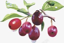 水果葡萄红枣矢量图素材