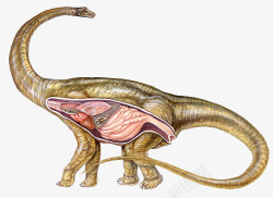 动物内脏恐龙器官结构高清图片