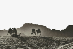 黑白的骆驼沙漠骆驼黑白背景高清图片