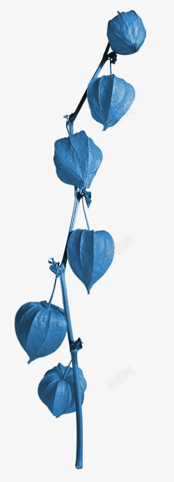 漂亮灯笼花蓝色灯笼花高清图片