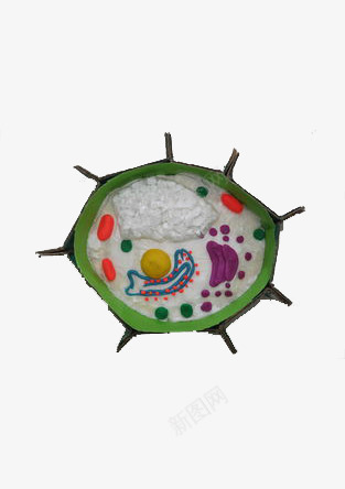 生物细胞平面图模型png免抠素材_新图网 https://ixintu.com 平面图 模型 生物 细胞