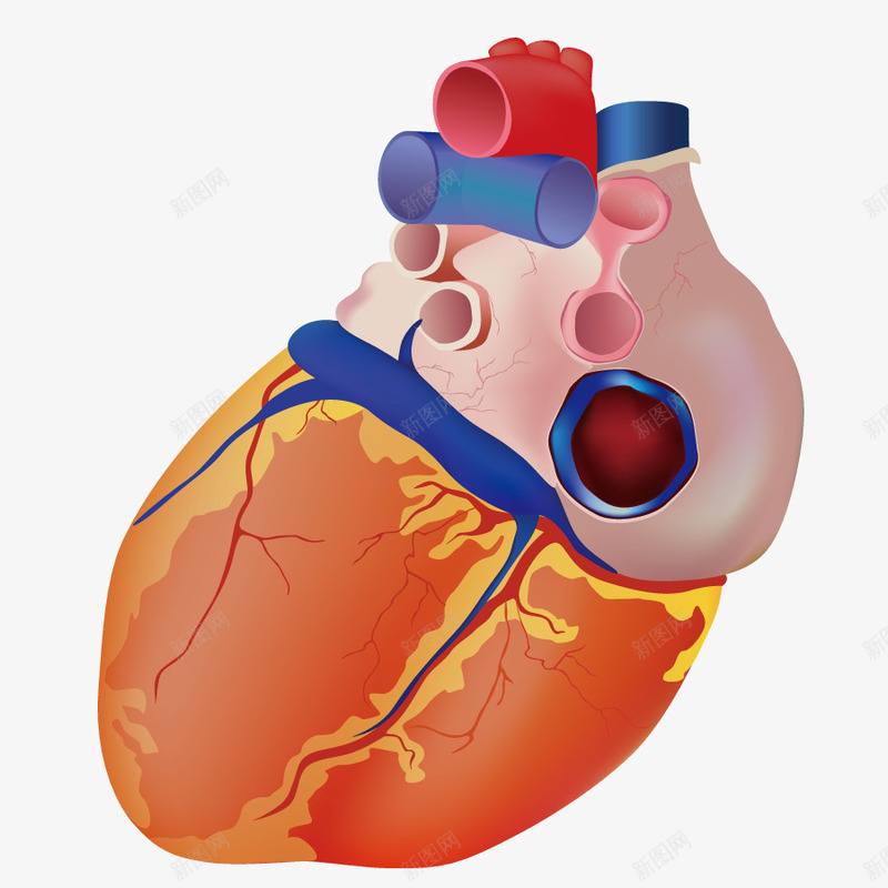 心脏器官模型png免抠素材_新图网 https://ixintu.com 内脏 形状 手绘 身体内部器官