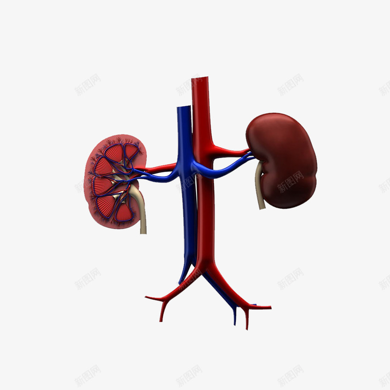 心肺器官模型png免抠素材_新图网 https://ixintu.com 医学 器官 心 模型 肺 血管
