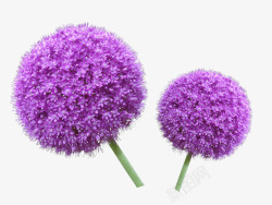 护肤紫色唯美花球素材