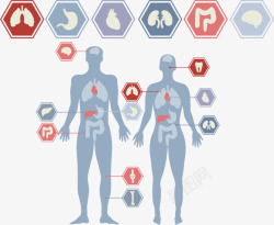 身体分析人物信息分析图表高清图片