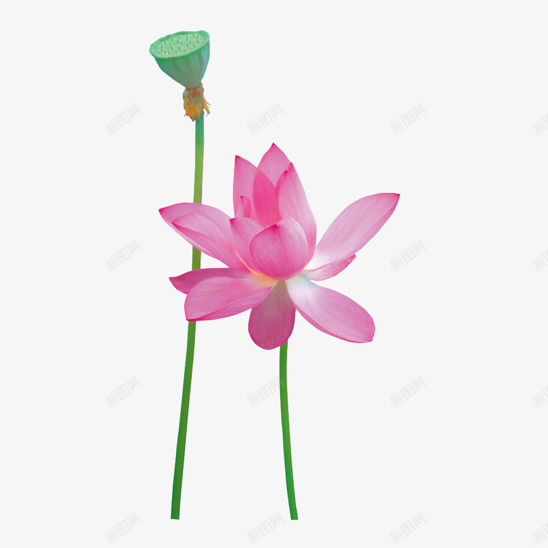 荷花和莲蓬psd免抠素材_新图网 https://ixintu.com 植物 荷花 莲蓬 食物