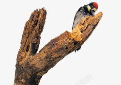 枯萎树干上的啄木鸟素材