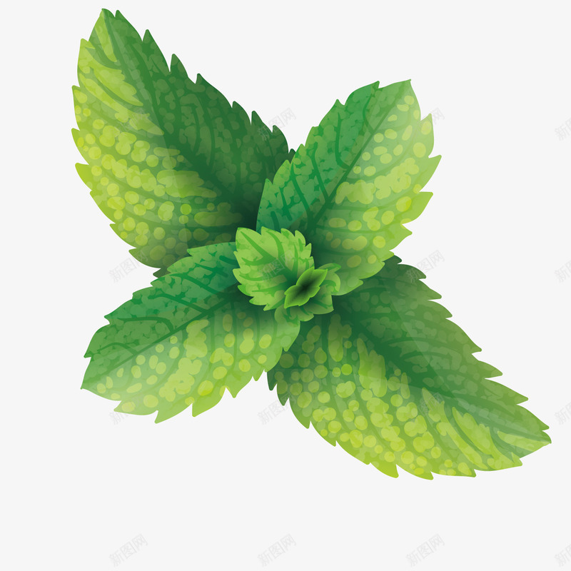 绿色植物树叶png免抠素材_新图网 https://ixintu.com 叶子 各式各样的叶子 手绘 模型 绘画 草叶子 薄荷叶