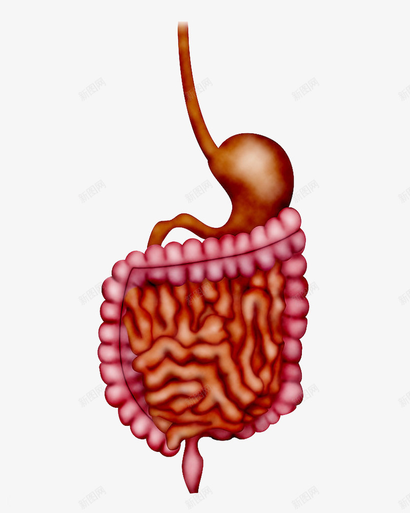 人体器官大肠模型png免抠素材_新图网 https://ixintu.com 人体 人体器官 医学用具 医科 器官 大肠 大肠模型 模型
