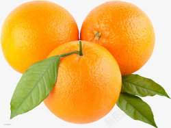 三个新鲜的橙子素材