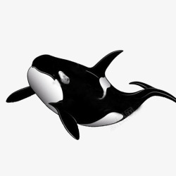 虎鲸模型海洋凶猛生物高清图片