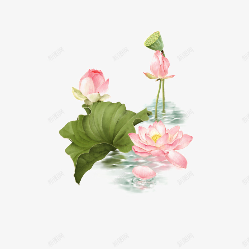 池塘里粉色的荷花png免抠素材_新图网 https://ixintu.com 手绘花朵 植物 绿植 花卉 花朵 花朵装饰 荷叶 荷花