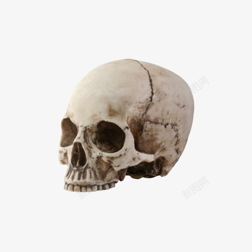 骷髅架头骨png免抠素材_新图网 https://ixintu.com 人体 实物素材 模型 骨头 骷髅架