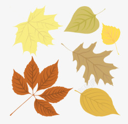 文艺风树叶秋天的落叶高清图片