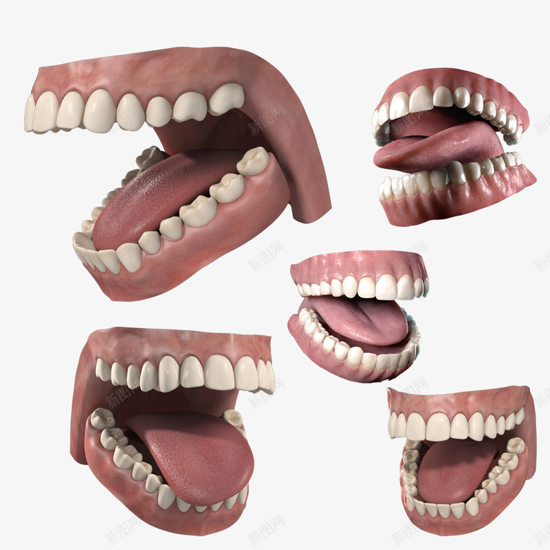 医用假牙模型png免抠素材_新图网 https://ixintu.com png 假牙 免费 医用假牙 模型 牙 牙齿