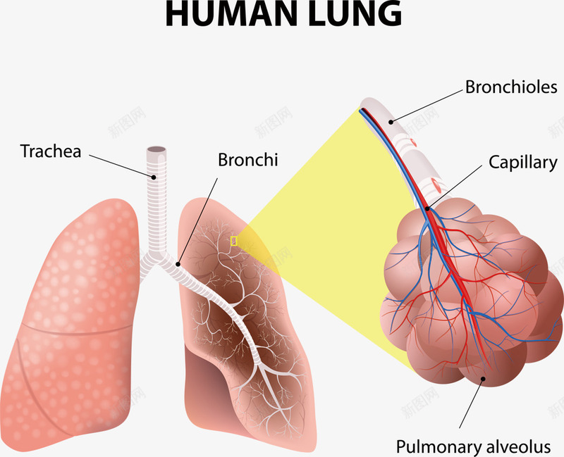 肺叶观察png免抠素材_新图网 https://ixintu.com 医学研究 模型 组织结构 身体内脏 身体器官