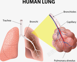 身体组织肺叶观察高清图片