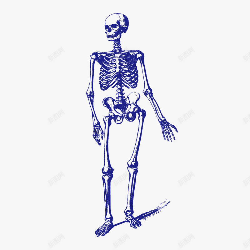 骷髅人体png免抠素材_新图网 https://ixintu.com 人体标本 人体结构 头骨 骷髅 骷髅头 骷髅模型