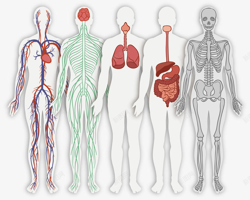 人体模型png免抠素材_新图网 https://ixintu.com 人体模型 卡通 器官 手绘