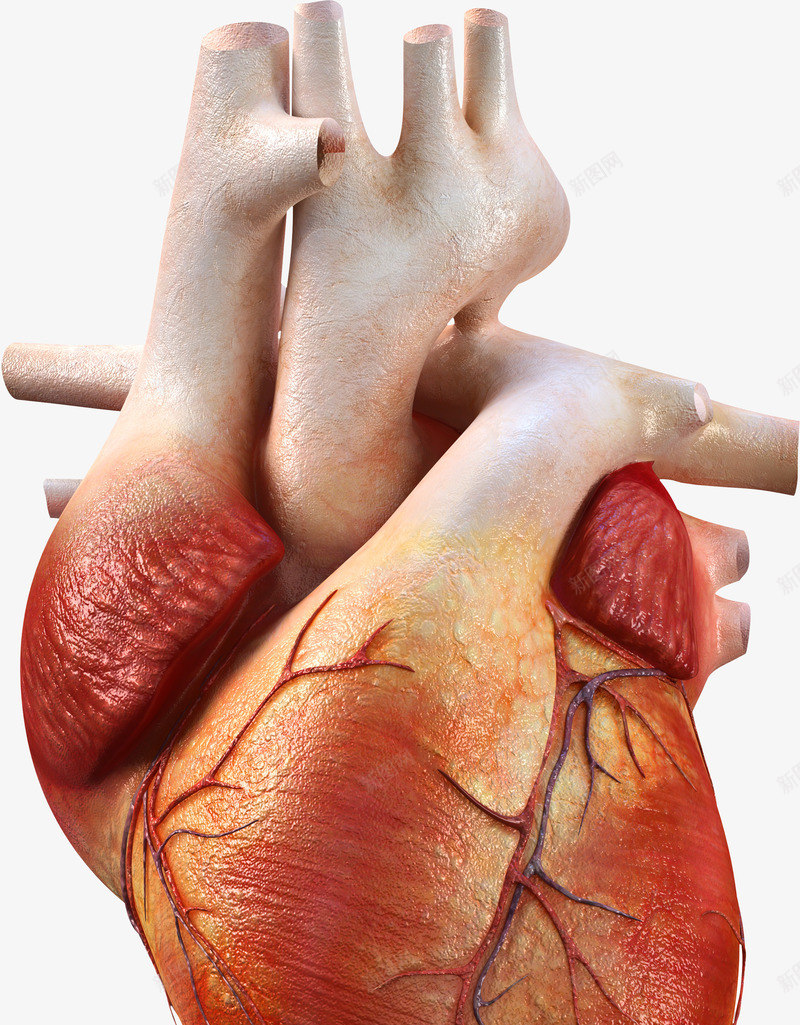 心脏器官png免抠素材_新图网 https://ixintu.com 人体器官 右心房 左心房 心脏 心脏模型 毛细血管 血管