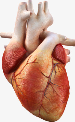心房心脏器官高清图片