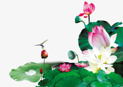 花苞水荷花高清图片