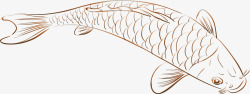 海洋动物鲤鱼图素材