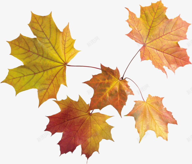 秋天的落叶png免抠素材_新图网 https://ixintu.com 产品实物 枫叶 秋天的落叶 落叶 黄色树叶