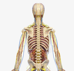 嵴椎细节图用于学习研究的脊椎图高清图片