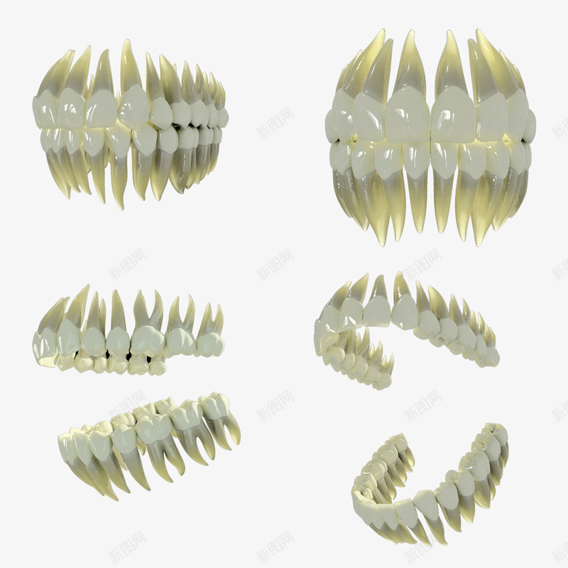 假牙模型png免抠素材_新图网 https://ixintu.com png 假牙 免费 医用假牙 模型 牙 牙齿