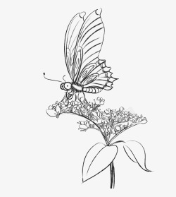 蝴蝶花朵铅笔画素材