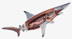 动物内脏鲨鱼器官结构高清图片