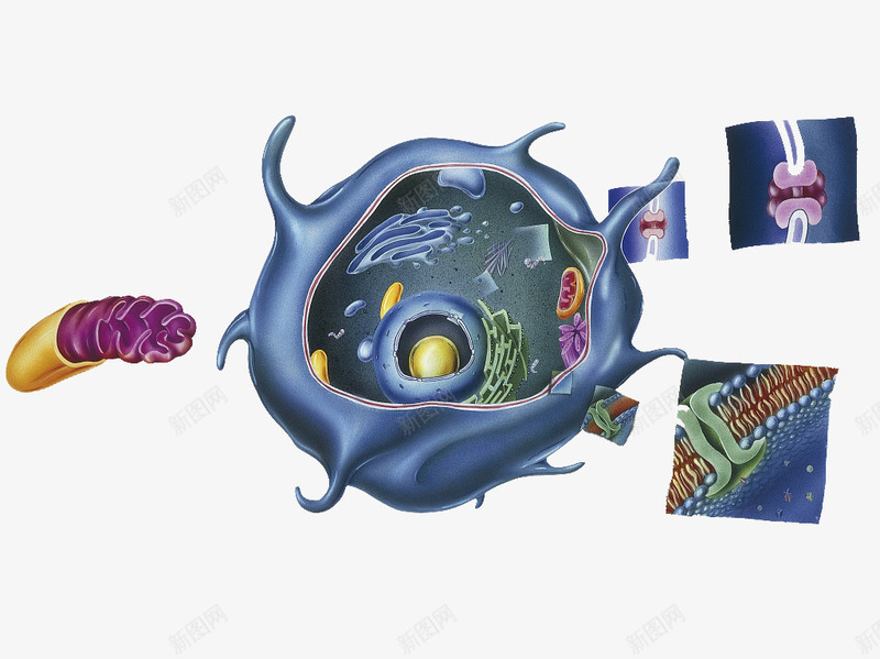 彩色细胞核结构png免抠素材_新图网 https://ixintu.com 3D细胞模型 动物细胞 核糖核酸 植物细胞 模型结构 横断面 细胞核 细胞膜