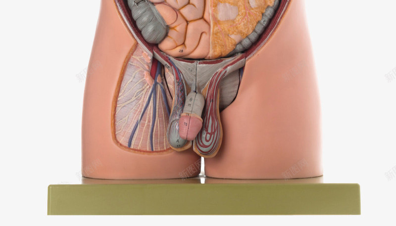 人体器官医疗模型png免抠素材_新图网 https://ixintu.com 医疗模型 器官 恐怖 胃肠