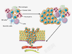 免疫细胞生物免疫细胞功能图示高清图片