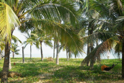 椰树林海边的椰树林高清图片