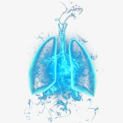 肺脏肺脏高清图片