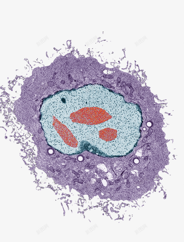 彩色细胞核结构png免抠素材_新图网 https://ixintu.com 动物细胞 核糖核酸 植物细胞 模型结构 细胞核 细胞膜 细胞质
