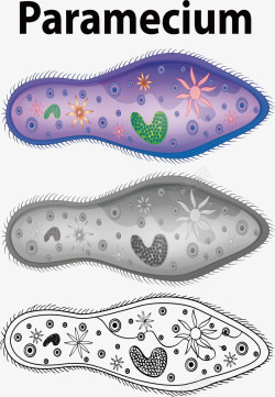 脚掌鞋垫沾染的细菌矢量图素材