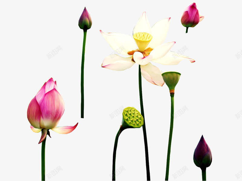 荷花png免抠素材_新图网 https://ixintu.com 桃花 梅花 水墨画 油画 荷叶 荷花 莲花