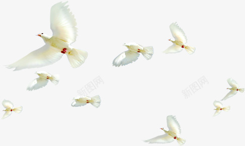 天空中飞翔的白鸽装饰png免抠素材_新图网 https://ixintu.com 天空 白鸽 装饰 飞翔