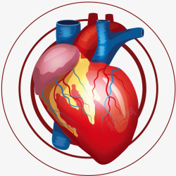 部位图心脏器官循环高清图片