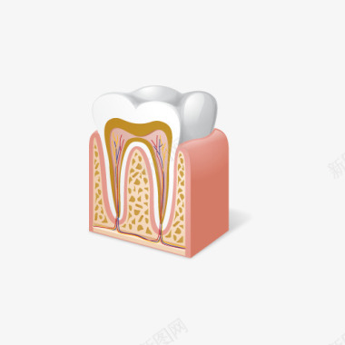 牙齿模型图标图标
