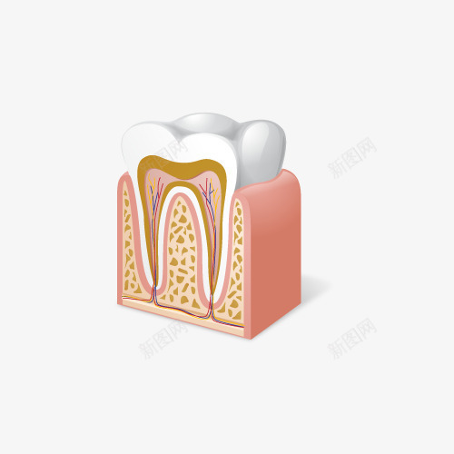牙齿模型图标png_新图网 https://ixintu.com png图形 png装饰 牙齿 血管 装饰