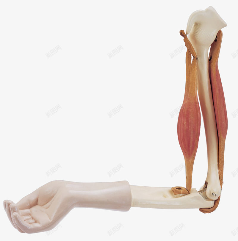 人体模型png免抠素材_新图网 https://ixintu.com 人体 人体器官 人体器官研究 医学 医疗 肌肉