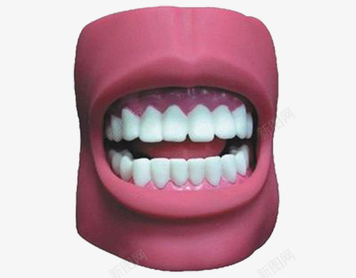 口腔牙齿模型png免抠素材_新图网 https://ixintu.com 口腔 嘴唇 模型 牙齿