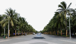 热带风光海南椰树街道高清图片