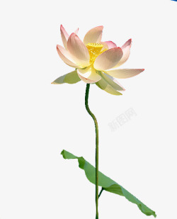 一朵荷花素材